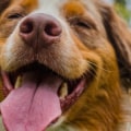 How Long Does It Take for CBD to Take Effect on Dogs?
