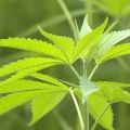 The Miraculous Uses of Hemp: From Paper to Medicine