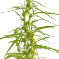 What are the Different Types of Hemp?