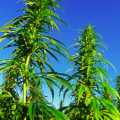 The History of Hemp Production Ban in the US