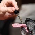 What Are the Side Effects of Giving Too Much CBD to Dogs?