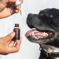 Is cbd good for all dogs?