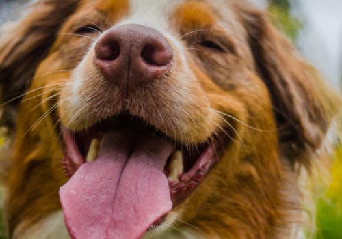 How Long Does It Take for CBD Oil to Take Effect in Dogs?