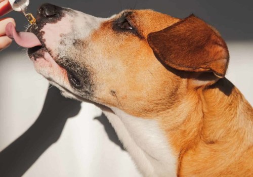 Does CBD Always Work for Dogs? A Comprehensive Guide