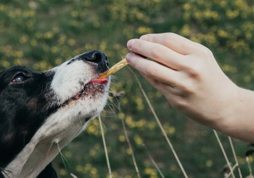 How Long Does CBD Oil Last in Dogs?