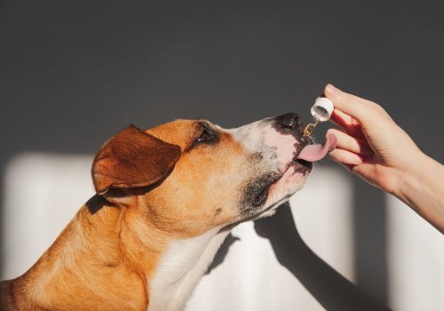 Can CBD Have a Negative Effect on Dogs?