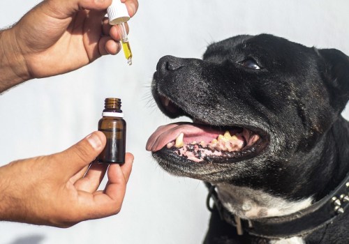 Is cbd good for all dogs?