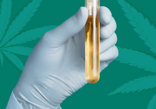 Can CBD Show Up in a Hair Test?